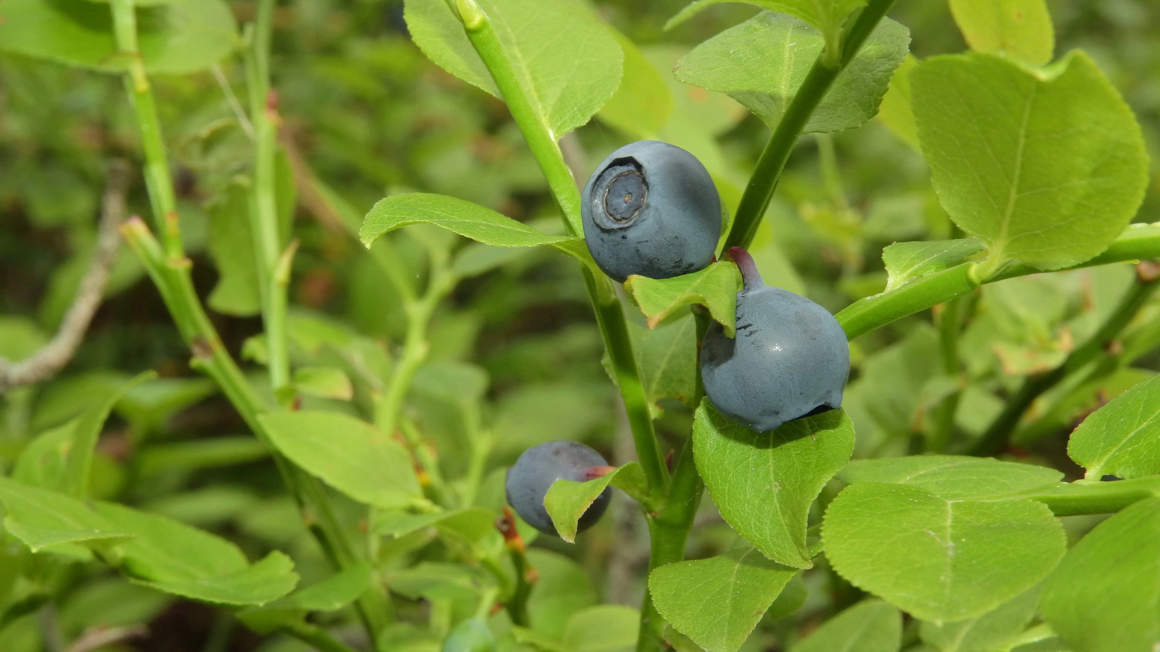 Ripe dark-blue bilberries with a waxy bloom