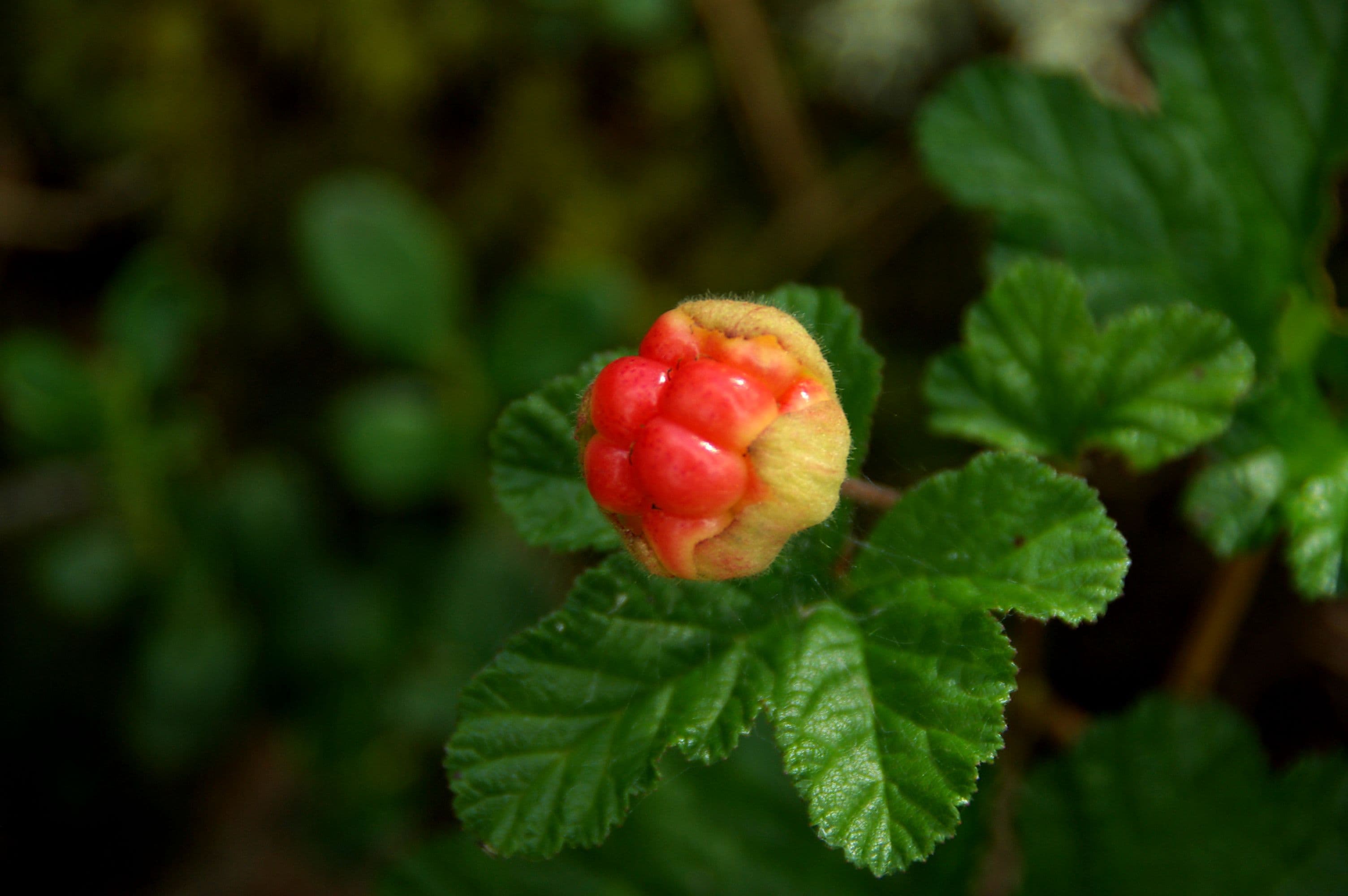 Ripe amber cloudberries among green leaves