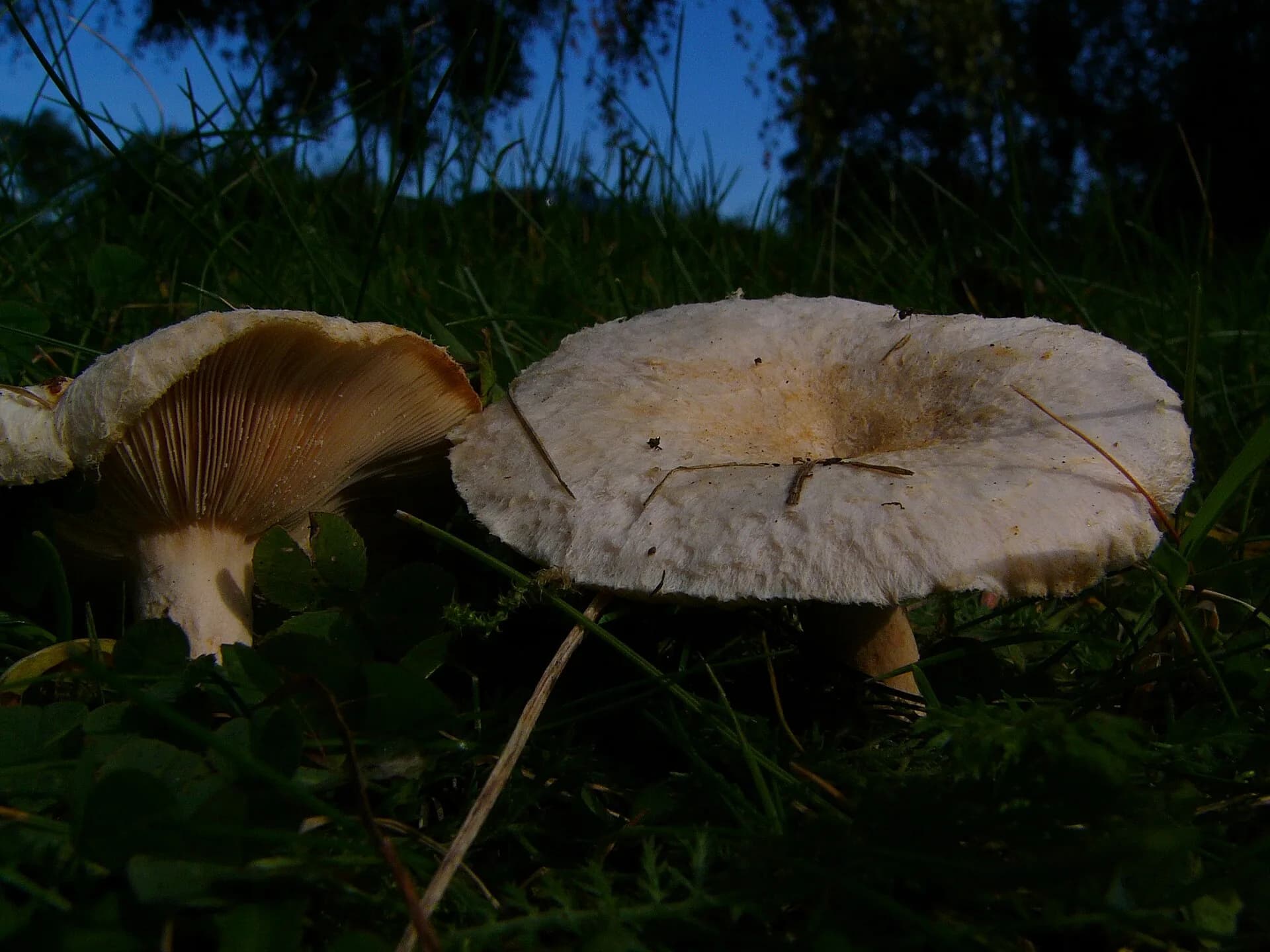 Woolly milkcap with a fringed pinkish cap on the forest floor