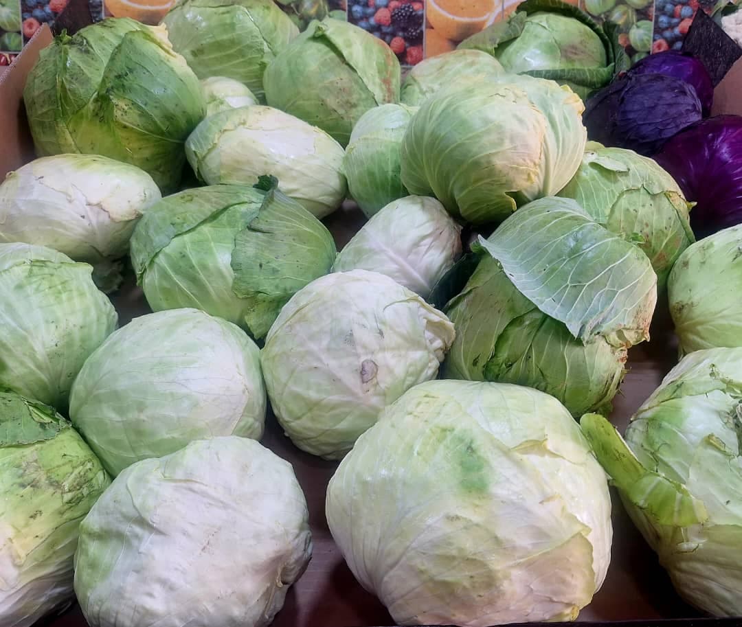 Head of white cabbage with dense pale-green leaves