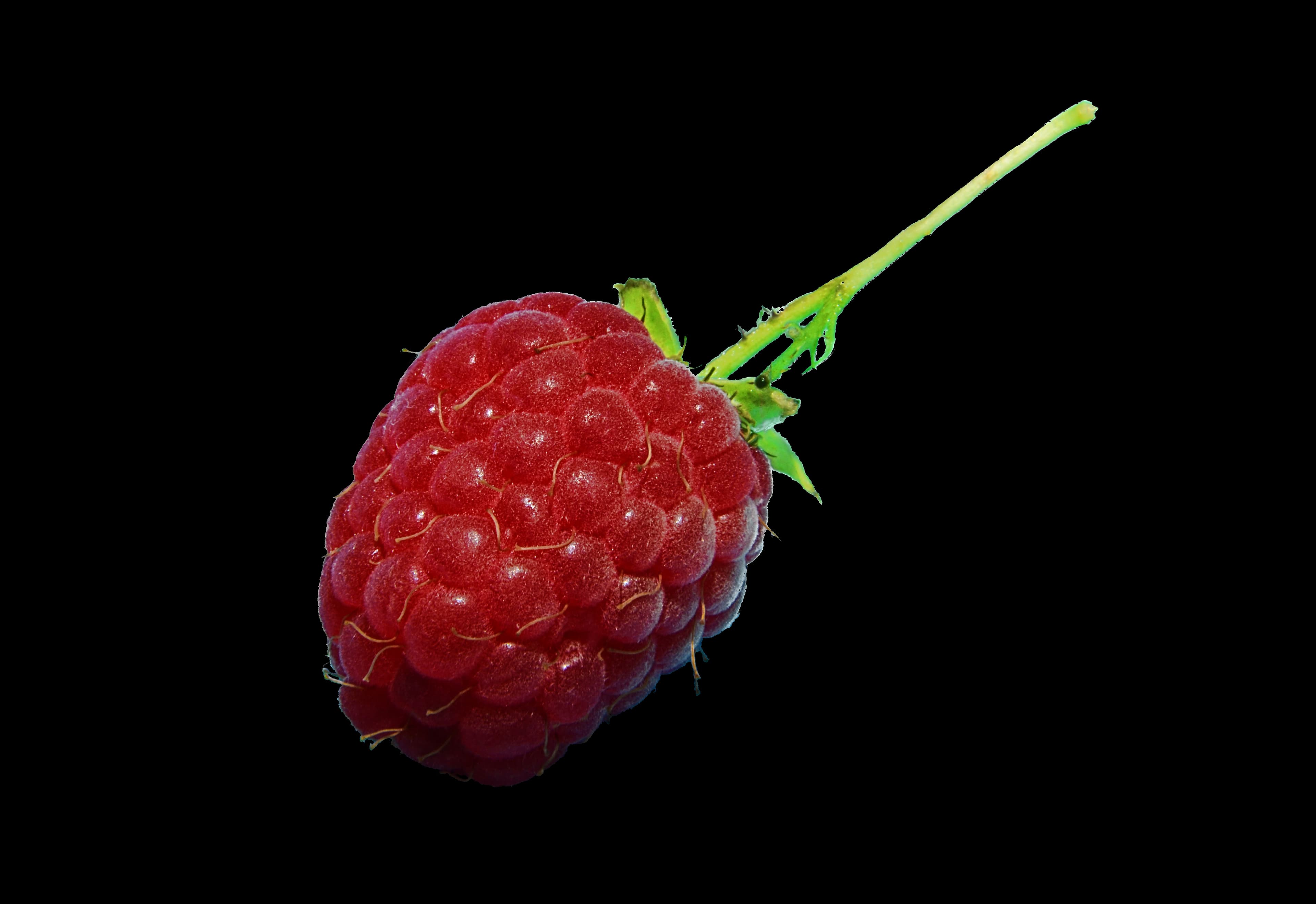 Ripe red raspberries on the cane
