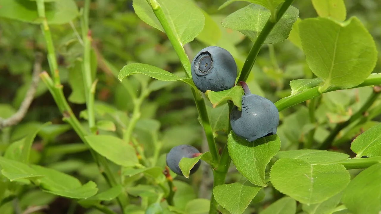 Ripe dark-blue bilberries with a waxy bloom