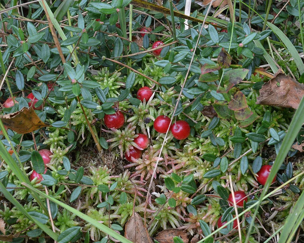 Ripe red bog cranberries among trailing stems