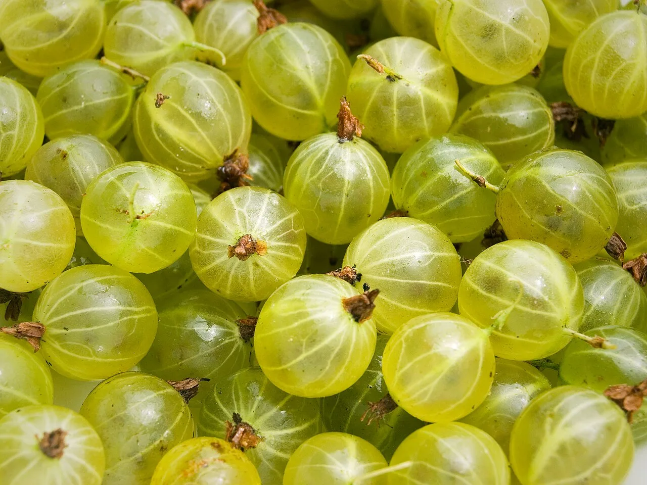 Close-up of ripe green gooseberries