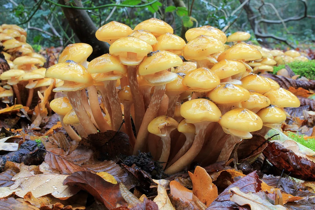 Dense cluster of honey fungi with golden caps on the forest floor