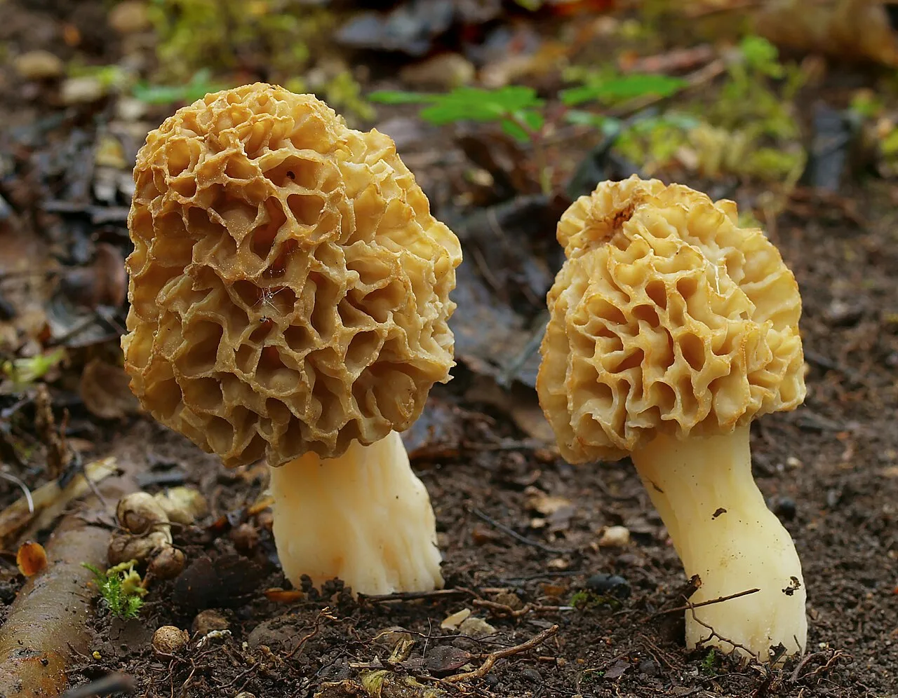 A morel with a honeycomb cap among dry leaves on the forest floor