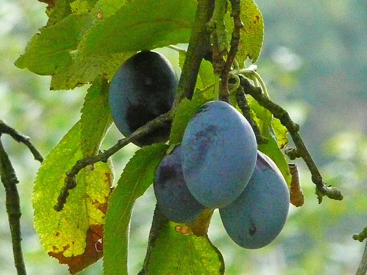 Ripe dark purple plums on a leafy branch