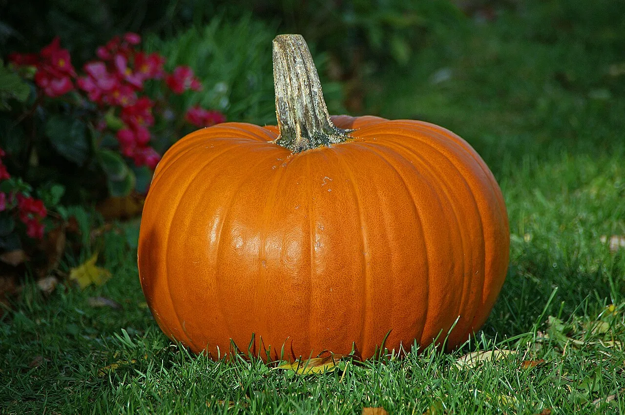 Orange pumpkin sitting on grass