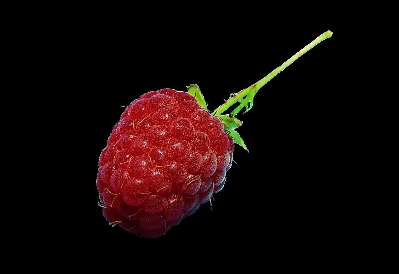 One ripe red raspberry against a black background