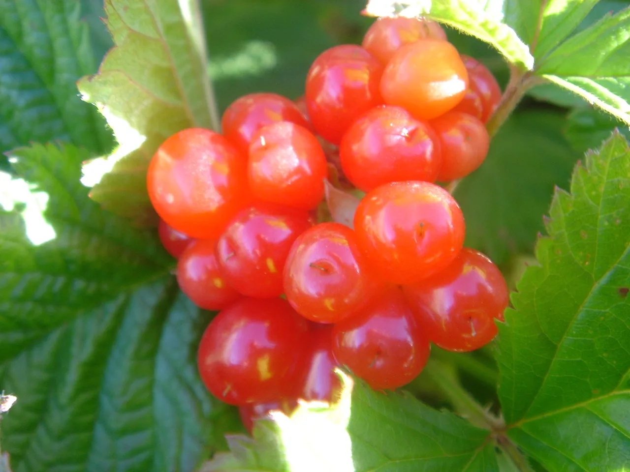 Close-up of ripe red stone-bramble fruit clusters